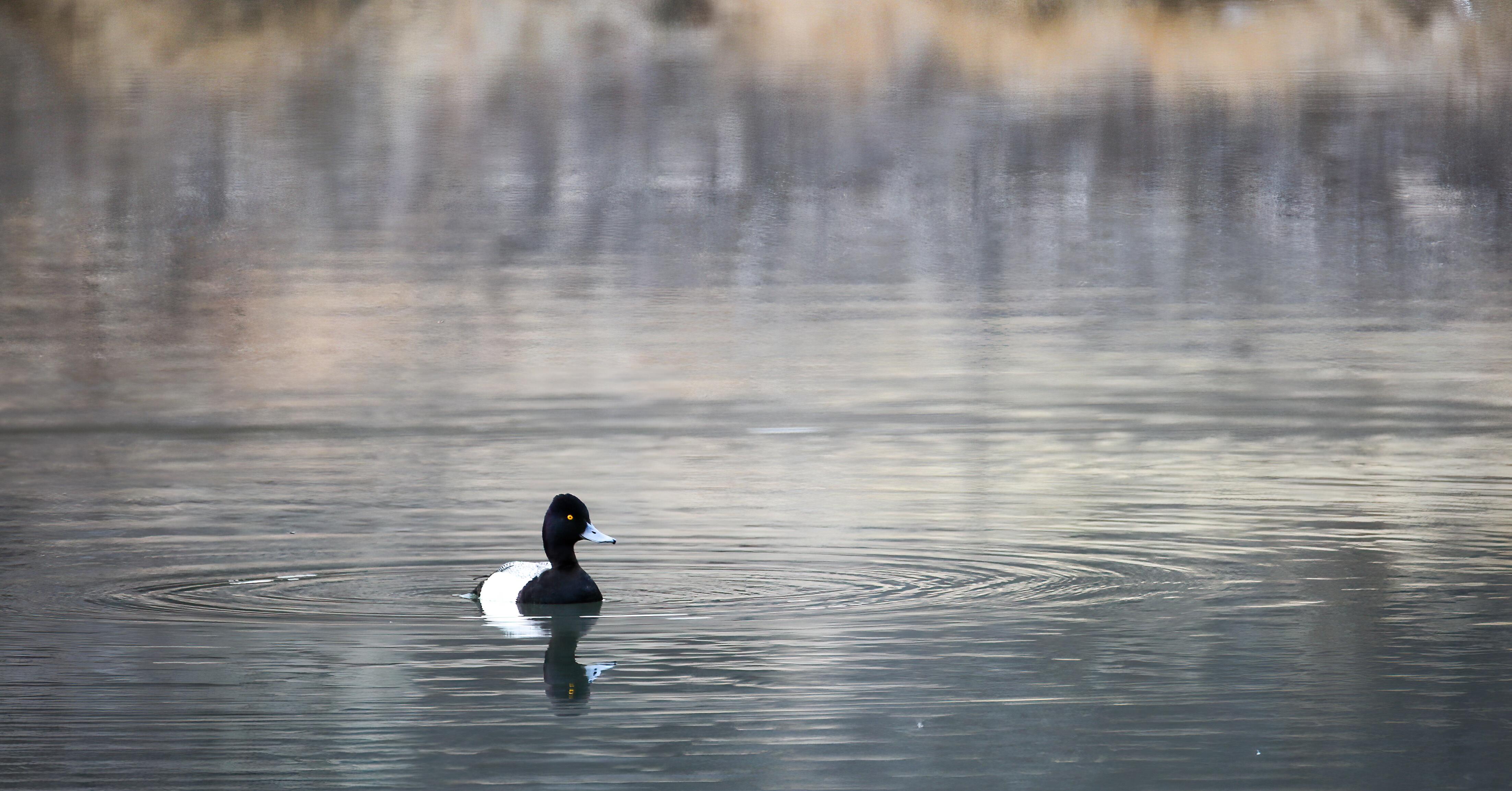 Scaup - 水鳥